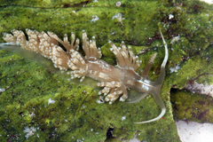 Dondice parguerensis image