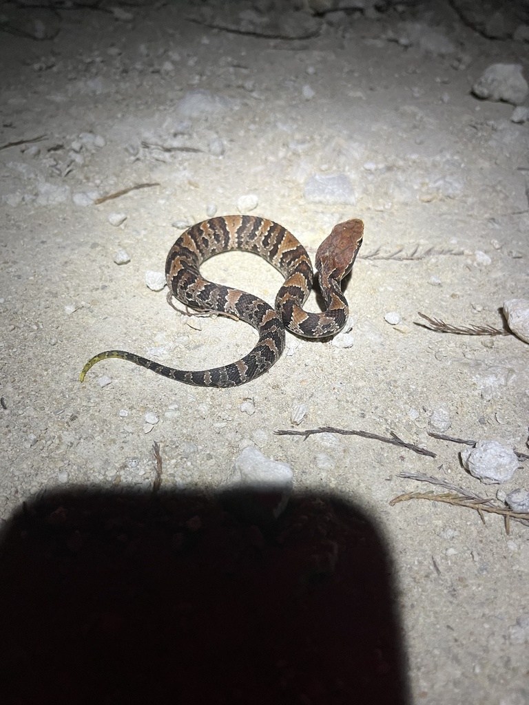 Florida Cottonmouth From Big Cypress National Preserve Fl Us On