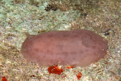 Image of Tayuva lilacina