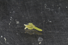 Image of Oxynoe azuropunctata