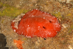 Platydoris angustipes image