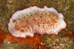 Hexabranchus morsomus image