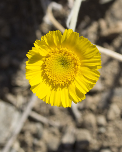 Desert Marigold