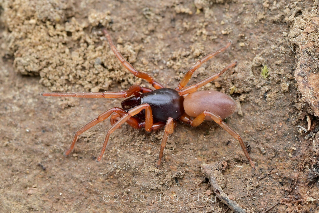 Lesser Woodlouse Spider from 德国巴特洪内夫邮政编码: 53604 on September 24, 2023 ...