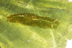 Image of Petalifera ramosa