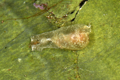Haminoea elegans image