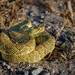Mojave Rattlesnake - Photo (c) Zeev NG, all rights reserved, uploaded by Zeev NG