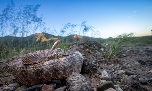 Tiger Rattlesnake