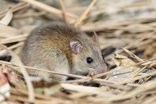Timor Forest Rat (Rattus timorensis) — Data Deficient Mammalia