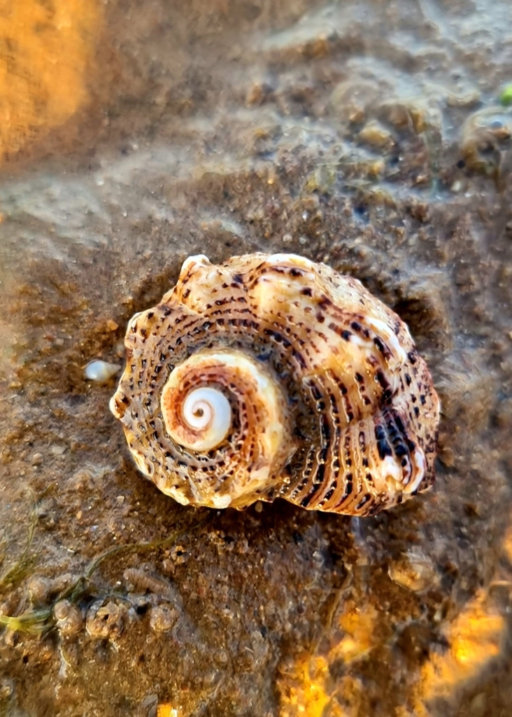 Lacinate Dolphin Shell from Moore St After Simpson St, Port Hedland WA ...