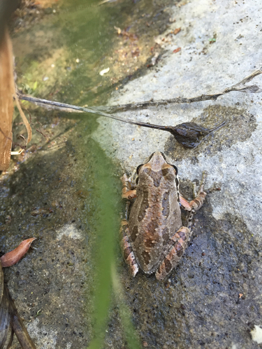 iNaturalist observation photo of Pacific chorus frog
