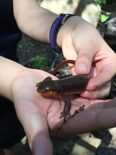 iNaturalist observation photo of California Newt