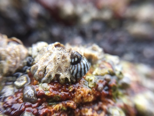 Echinolittorina aspera