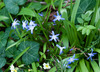 Scilla forbesii × luciliae - Photo (c) Tig, all rights reserved, uploaded by Tig