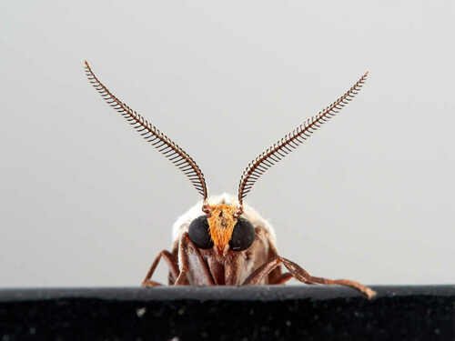 Coscinia chrysocephala