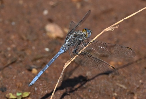 Epaulet Skimmer