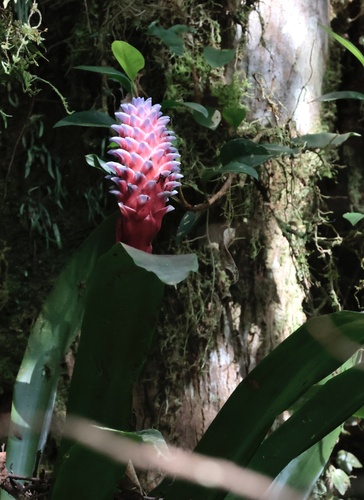 Quesnelia koltesii
