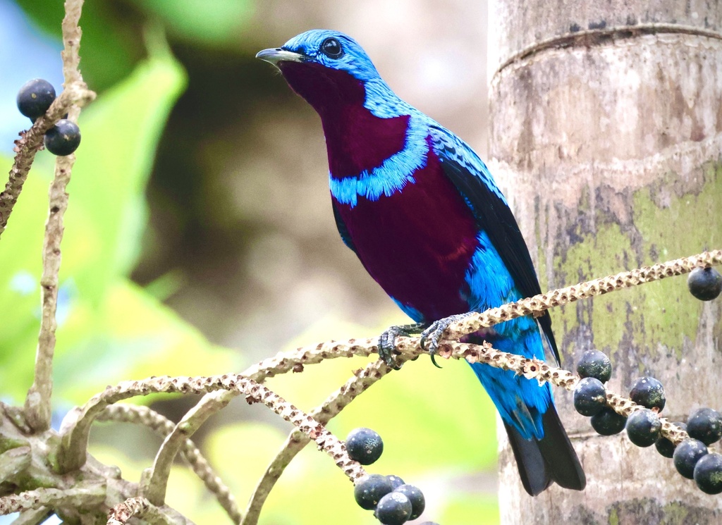 Banded Cotinga photo