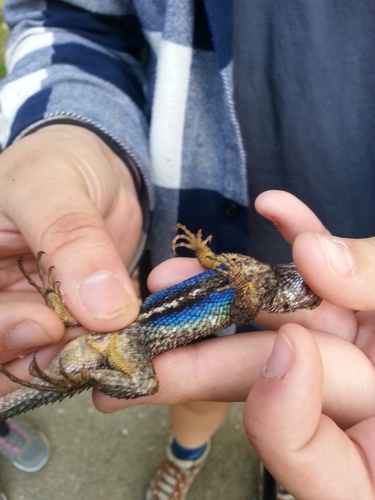 iNaturalist observation photo of Western Fence Lizard