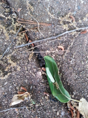 iNaturalist observation photo of Butterflies and Moths