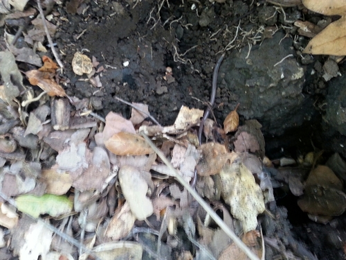 iNaturalist observation photo of Earthworms and Allies
