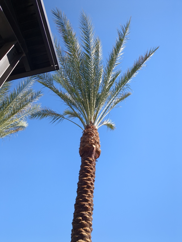 Palms From Prasada Surprise AZ USA On October 19 2023 At 12 14 PM palms-from-prasada-surprise-az-usa-on-october-19-2023-at-12-14-pm