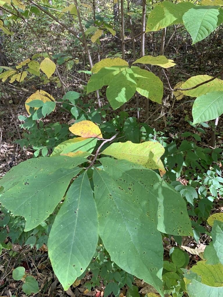common pawpaw from Indian Cave State Park, Falls City, NE, US on ...