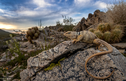 Desert Collared Lizard