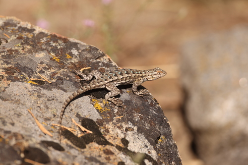 iNaturalist observation photo of Western Fence Lizard