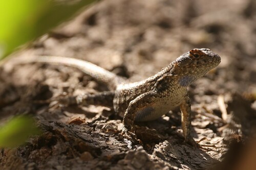 iNaturalist observation photo of Western Fence Lizard