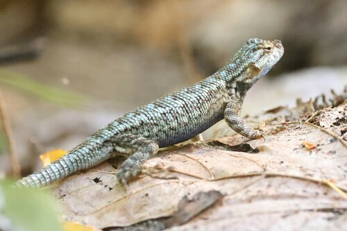 iNaturalist observation photo of Western Fence Lizard