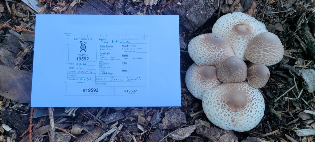 reddening lepiota from Occidental, CA 95465, USA on October 18, 2023 at ...