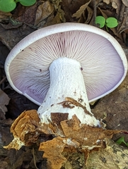 Gilled Mushroom