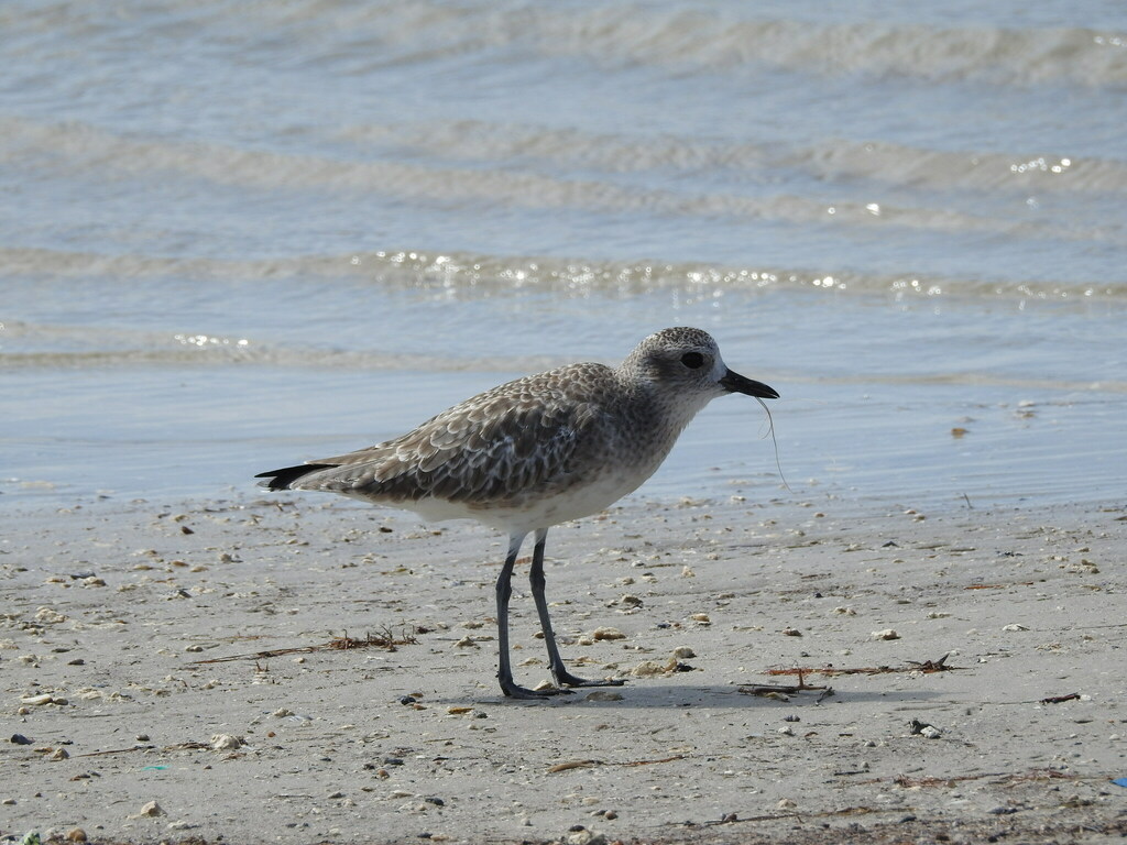 Black-bellied Plover from Padre Island, Corpus Christi, TX, USA on ...