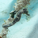 Observation photo
