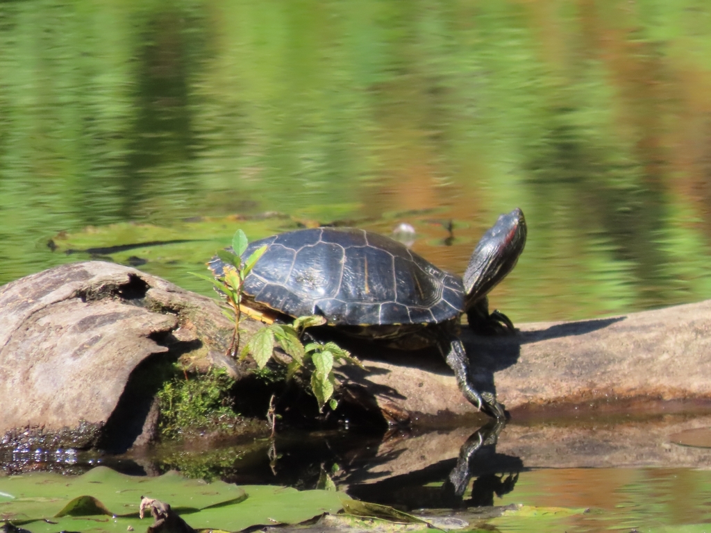 Red-eared Slider from Wolf Trap, VA, USA on October 19, 2023 at 01:41 ...