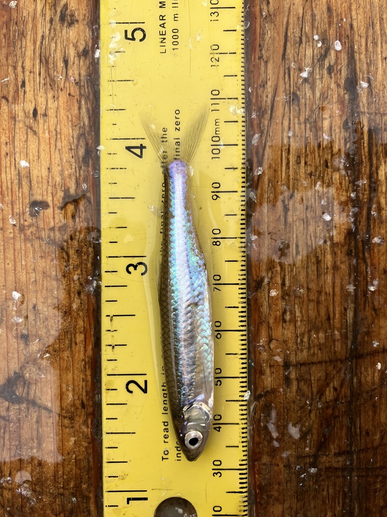 Emerald Shiner from West Alton, MO, US on October 19, 2023 at 11:39 AM ...