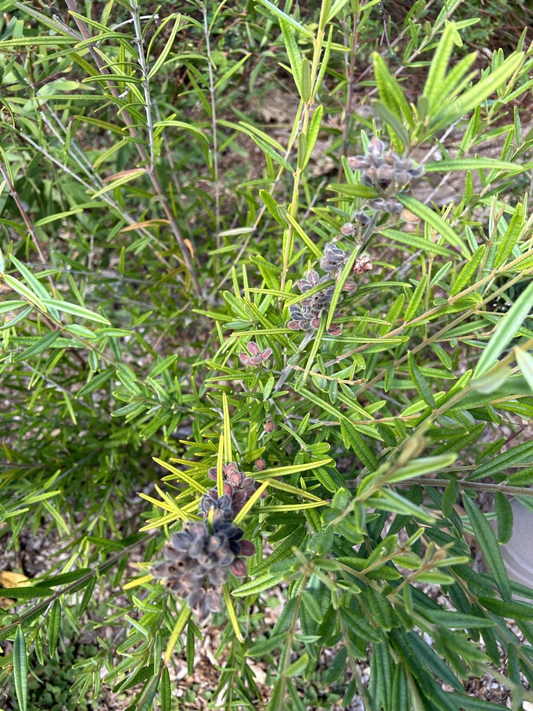 Oxylobium robustum from Porters La, North Maleny, QLD, AU on October 20 ...