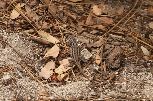 iNaturalist observation photo of Common Sagebrush Lizard