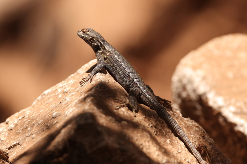 iNaturalist observation photo of Western Fence Lizard
