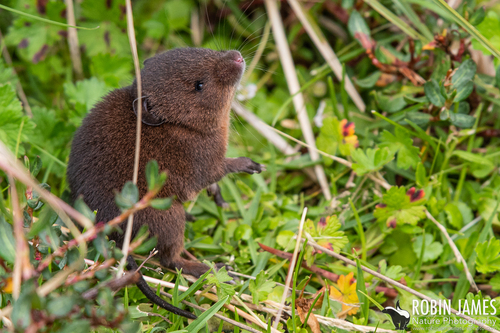 Zena Brush-furred Rat (Lophuromys zena) — Data Deficient Mammalia