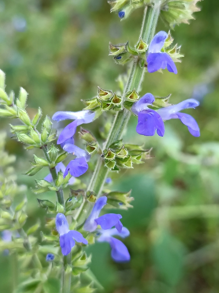 Salvia longispicata from 49347 Jal., México on October 16, 2023 at 10: ...