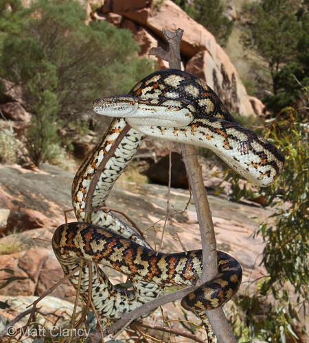 Inland Carpet Python sighting