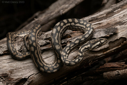 Inland Carpet Python sighting