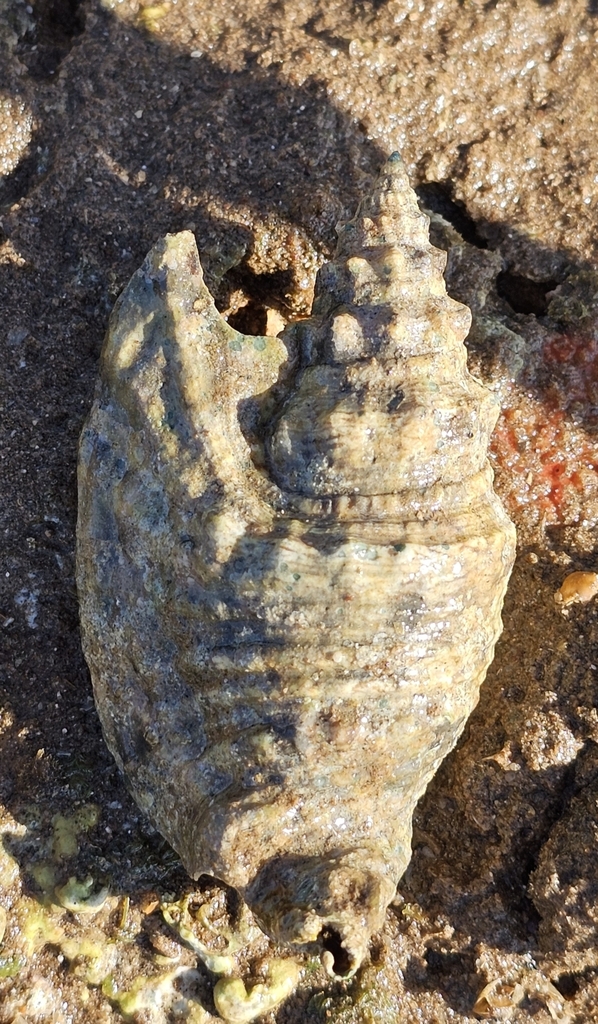 Iredale's conch from Port Hedland, WA, Australia on October 20, 2023 at ...