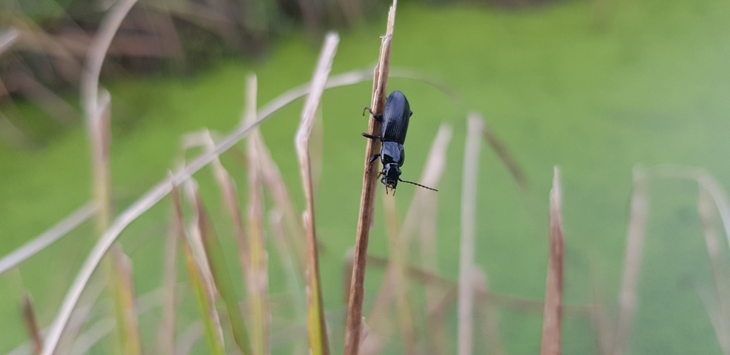 Harpalinae From Saint Andr De Bohon France On October