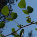Rubus ellipticus obcordatus - Photo (c) Rebecca, all rights reserved, uploaded by Rebecca