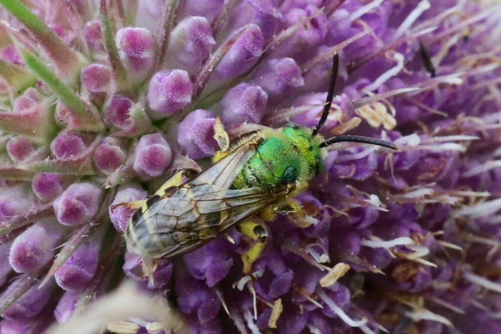 Bicolored Striped Sweat Bee from Point Edward, ON, Canada on October 19 ...