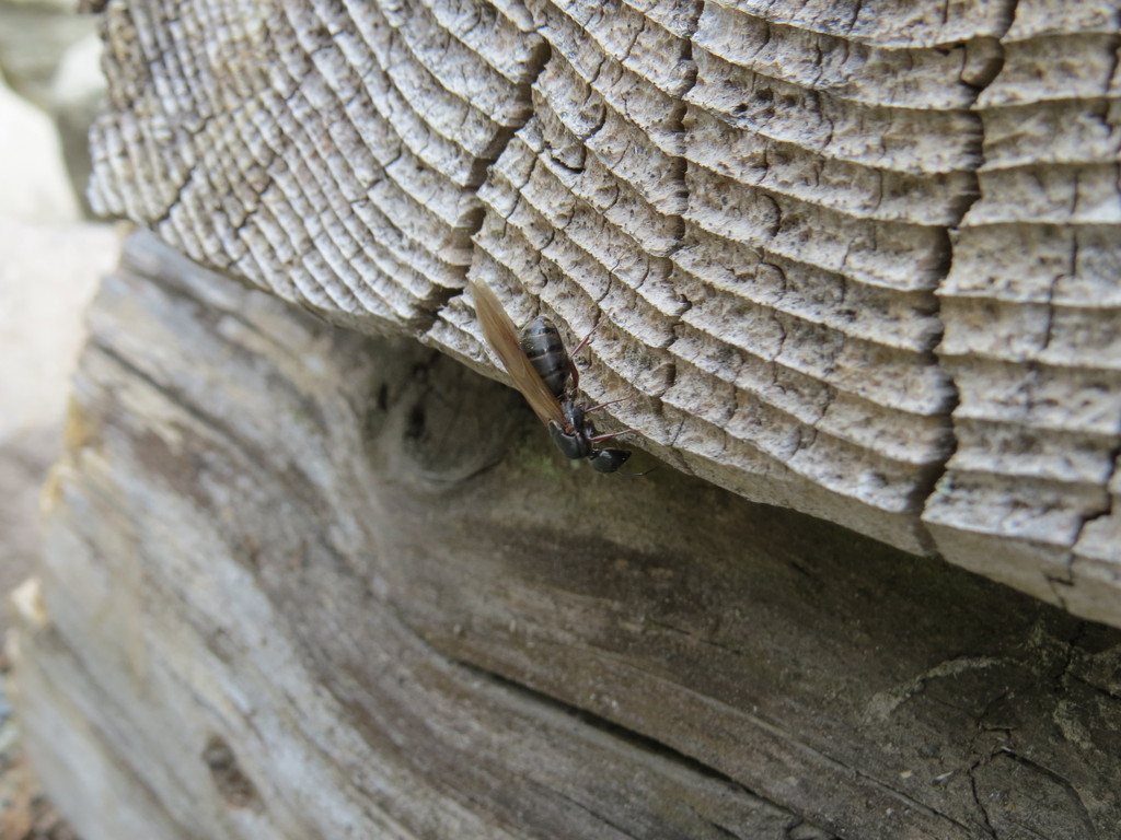 Western Black Carpenter Ant from Mt. Rainier, WA on May 11, 2013 by Oli ...