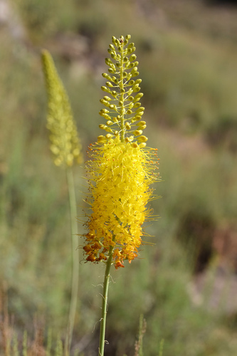 Eremurus stenophyllus